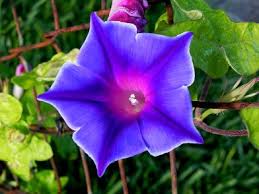 Image result for Ipomoea kituiensis