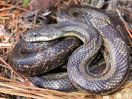 Gray Rat Snake Elaphe Obsoleta Spiloides Rat Snake Snake Beautiful Snakes