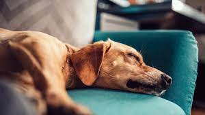 10 Easy Ways To Get Rid Of Pet Hair In Your Home