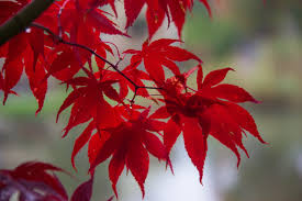 Jul 19, 2021 · wallpaper warehouse provides a large selection of competitively priced wallpaper. Wallpaper Red Branch Autumn Flower Season Flora Tr D Lund H St L V Petal Botaniska Acerpalmatumosakazuki Flikbladigjapanl Nn R Dtree Botany Land Plant Flowering Plant Woody Plant Shrub Macro Photography