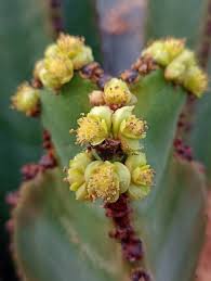 Image result for Euphorbia candelabrum