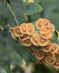 Image result for Ctenium concinnum