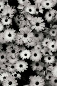 Black Flower Wallpapers Group 68 Black white background full hd. black flower wallpapers group 68