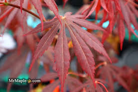 Image result for Shira Red 2014 S1