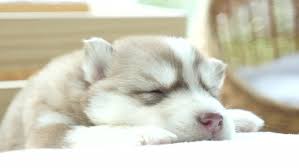 Siberian huskies originated in northeast asia where they are bred by the chukchi people of siberia for sled pulling, and companions. Copper Cute Siberian Husky Puppy Sleeping By Lufi Morgan Videohive