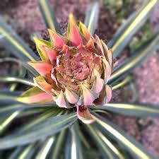 Image result for Belonophora