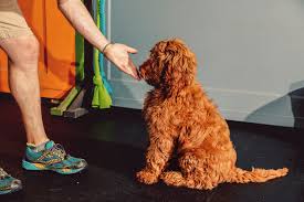 We did not find results for: The New Science Of Dog Training Time