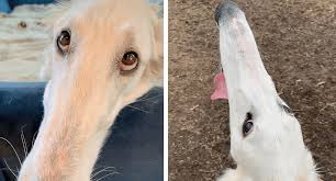 Ipo1 son from va5 cyrus vom osterberger land male for sale. Borzoi With A 12 Inch Long Nose Goes Viral Cesar S Way
