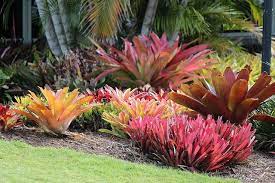 Multi Coloured Group Of Bromeliads At Mt Coot Tha Botanic Gardens Tropical Garden Design Bromeliads Garden Bromeliads Landscaping