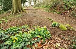 Image result for Schlechterina