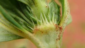 Image result for Polycarpaea eriantha