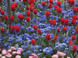 Tulips And Pansies In Hampton Court Palace Gardens Front Flower Beds Hampton Court Palace Gardens Front Yard Landscaping