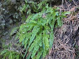 Image result for sleziník Asplenium