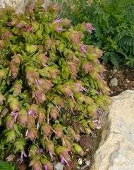 Image result for Haumaniastrum venosum