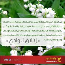 ماذا تعرفون عن زنابق الوادي الماجد للعود عطور عطورات شرقية معلومة زهور Celery Vegetables Corn