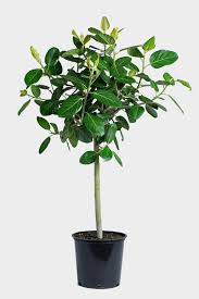 Image result for Ficus fischeri