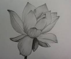 Up next, draw in some more lotus petals like so. Drawing Step By Step Realistic Lotus Flower Drawing