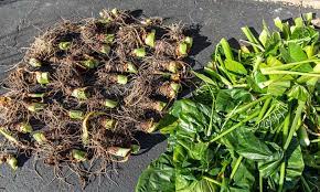 Growing elephant ear plants is easy. Plant And Grow Elephant Ear Bulbs 101 Epic Gardening