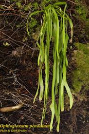 Image result for Ophioglossum thomasii