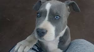 For more information about our amazing pitbull bully puppies for sale, please do not hesitate to give us a call today at 770.510.9175. Colorado Springs Woman Tracks Down Her Stolen Puppy Krdo