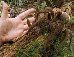 Nesli Tukenmekte Olan Hayvan Turleri Extincting Animal Species Hayvan Orumcek Hayvanlar