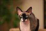 75+ Perfect Sphynx Cat Names | PetPress