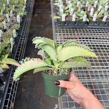 Image result for Kalanchoe daigremontiana