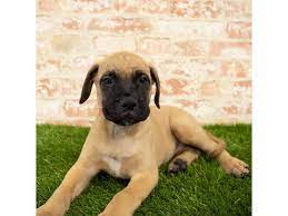 When nurtured properly can be used as guards or secu. Bullmastiff Puppies Petland Carmel In