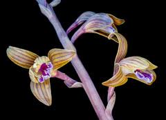 Image result for Aptosimum elongatum