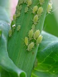 Uma forma criativa de usar suculentas na decoração é plantar mudinhas em xícaras e canecas. Conheca As Pragas Mais Comuns Em Plantas E Como Combate Las 16 05 2020 Uol Nossa