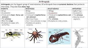 Arthropods Thinglink Arthropods Animal Classification Invertebrates
