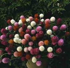 Globe Amaranth Gomphrena Globosa Calyx Flowers Inc Globe Amaranth Calyx Flowers Annual Plants