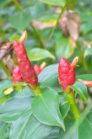 Image result for Zingiberaceae