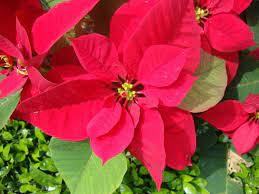 Euphorbia Pulcherrima Poinsettia World Of Succulents Euphorbia Blooming Succulents Flowering House Plants