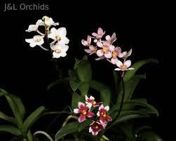 Image result for Schizochilus