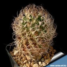 Image result for Pycreus permutatus