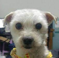 Man spots strange animal on virgin island, ends up. Long Island City Ny Maltese Meet Aromi A Pet For Adoption