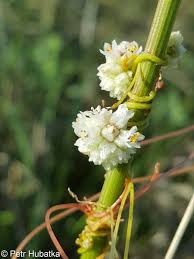 Image result for Cuscuta approximata