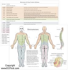 57 Accurate Myotome Map