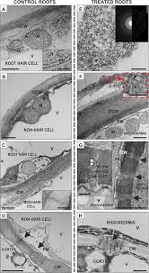 Check spelling or type a new query. The Development Of A Hairless Phenotype In Barley Roots Treated With Gold Nanoparticles Is Accompanied By Changes In The Symplasmic Communication Scientific Reports
