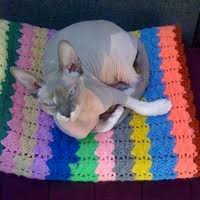 Live to purr another day rescue. Sphynx Rescue Adoptions