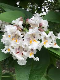 Image result for Bignoniaceae