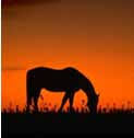 We did not find results for: Lci Horse Insurance Reliable Livestock Insurance