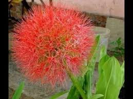 Menggandakan Tanaman Hias Bunga Desember Ke Pot Baru Tanaman Bunga Hiasan
