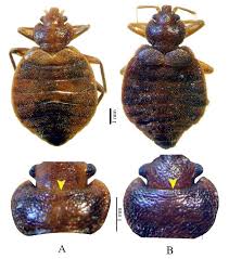 Image result for Cimex Lectularius L