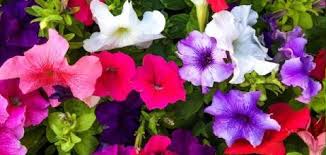 Hemen saksı çiçekleri siparişi verebilir, uygun fiyat avantajından faydalanabilirsiniz. Guzel Kokulu Bitki Cicek Isimleri Nelerdir