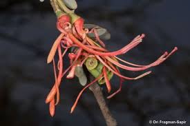 Image result for Plicosepalus amplexicaulis