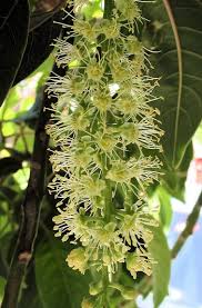 Image result for Phytolacca dioica