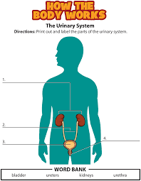 Activity Urinary System Urinary System Activities Human Body Systems Human Body Unit