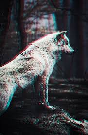 If you're in search of the best wolf wallpapers, you've come to the right place. Wolf Wallpaper Wallpaper Sun